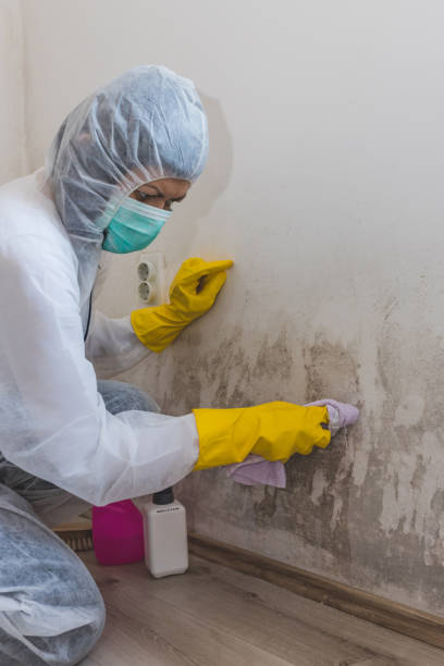 Best Asbestos and Lead Testing During Mold Inspection  in Ironton, MO