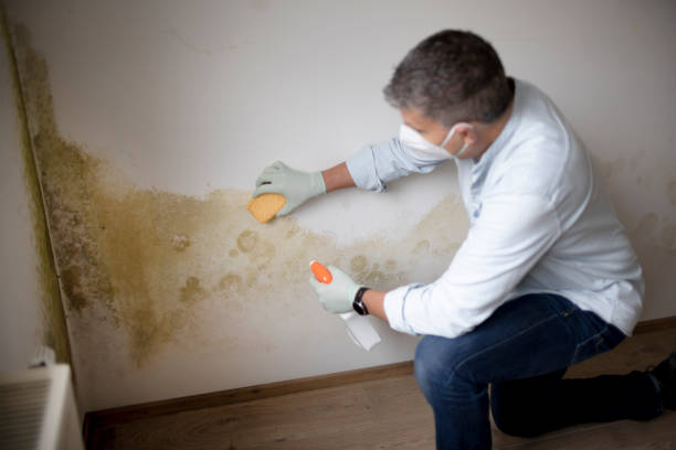 Best Basement Mold Removal  in Ironton, MO