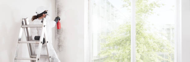 Best Dehumidification Services  in Ironton, MO
